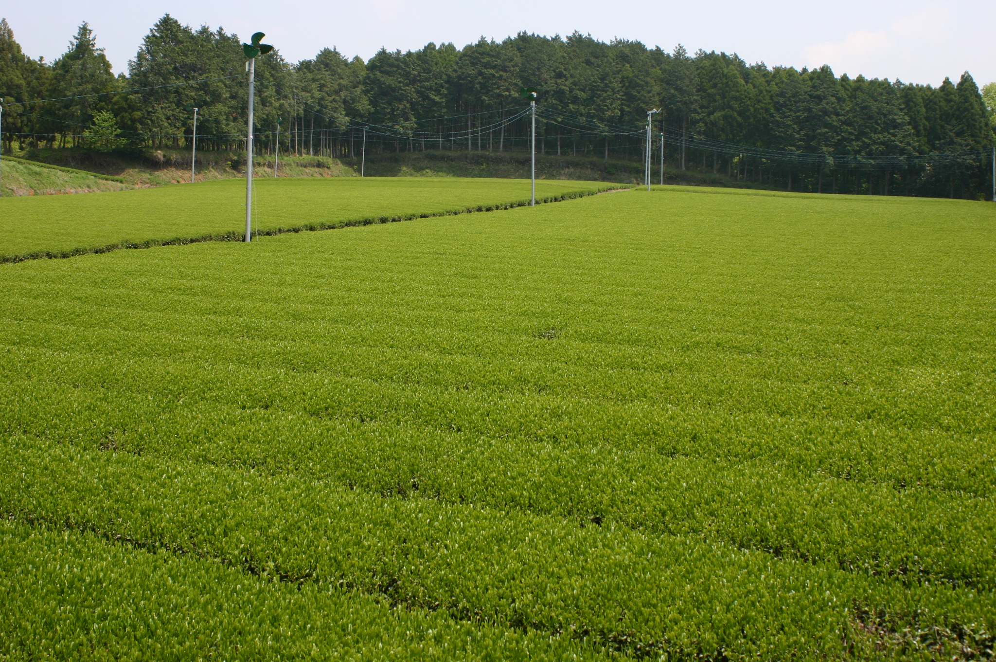 お茶のナカヤマさんちの茶畑です。